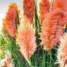 100 New Rare Colorful Pampas Grass Seeds