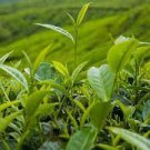5 Chinese Green Tea Tree Bonsai Plant DIY Healthy Bonsai Tea Seeds