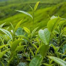 5 Chinese Green Tea Tree Bonsai Plant DIY Healthy Bonsai Tea Seeds