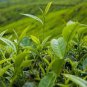5 Chinese Green Tea Tree Bonsai Plant DIY Healthy Bonsai Tea Seeds
