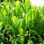 5 Chinese Green Tea Tree Bonsai Plant DIY Healthy Bonsai Tea Seeds