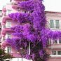 100 Pink Climbing Bougainvillea Spectabilis Willd Bonsai Plant Flower Seeds