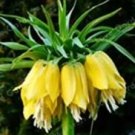 30 Crown Imperial Bonsai Wang Fritillaria Bonsai Seeds