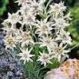 200 Exotic Edelweiss Seed Flower Plant Seeds