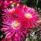 50 Lampranthus spectabilis Flaw Seeds Aizoaceae Perennial Evergreen Plants Seeds