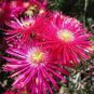 50 Lampranthus spectabilis Flaw Seeds Aizoaceae Perennial Evergreen Plants Seeds