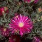 50 Lampranthus spectabilis Flaw Seeds Aizoaceae Perennial Evergreen Plants Seeds