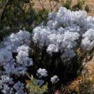 3 Conospermum incurvum Plume smokebush Seeds