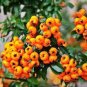 20 Bonsai Orange Pyracantha fortuneana Firethorn Perennial Tree Seeds