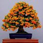20 Bonsai Orange Pyracantha fortuneana Firethorn Perennial Tree Seeds