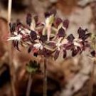 10 Pelargonium Auritum Geranium Seeds