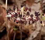 10 Pelargonium Auritum Geranium Seeds