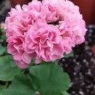 10 'Noel Gordon' Geranium Seeds