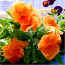 30 Pansy Orange Perenial Flower Seeds