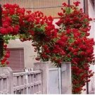 100 Rare Red Climbing Rose Seeds