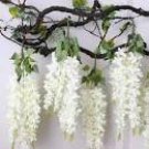 100 Chinese White Wisteria Rare Heirloom Wisteria Sinensis Alba Seeds