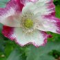 100 Rare Beautiful White Poppy Flowers with little red spots Seeds