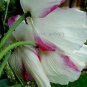 100 Rare Beautiful White Poppy Flowers with little red spots Seeds