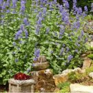 20 Heirloom Catnip Plant Catnip Seeds