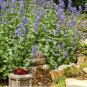 20 Heirloom Catnip Plant Catnip Seeds