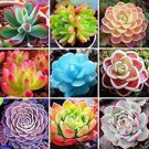100 Colorful Echereria Mixed Seeds