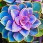 100 Colorful Echereria Mixed Seeds