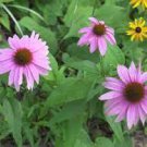 100 'Jiguan' Purple Echinacea Coneflower Seeds