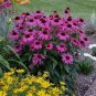 100 'Jiguan' Purple Echinacea Coneflower Seeds