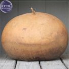 10 African Bushel Basket Groud Lagenaria siceraria Seeds