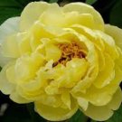 5 Heirloom Red Yellow Double Blooms Peony Tree Fragrant Flower Seeds