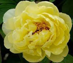 5 Heirloom Red Yellow Double Blooms Peony Tree Fragrant Flower Seeds