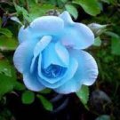 50 F1 Light Blue Rose Plant Seeds
