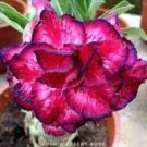 2 Imported 'whirlwind' Adenium Desert Rose Seeds