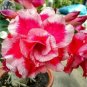 2 Imported 'whirlwind' Adenium Desert Rose Seeds