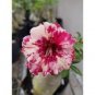 2 Imported 'whirlwind' Adenium Desert Rose Seeds