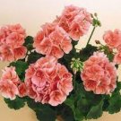 10 Geranium Pink & Golden Single Dense Petals Big Blooms Bonsai Flowers Seeds