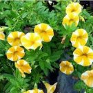 100 Rare Phantom Petunia Flower Seeds