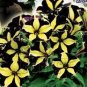 100 Rare Phantom Petunia Flower Seeds