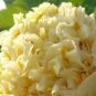 5 Yellow Chinese Tree Peony Seeds