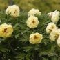 5 Yellow Chinese Tree Peony Seeds