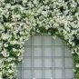 10 Trachelospermum Jasminoides Flower Seeds