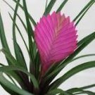 100 Tillandsia Cyanea Bonsai Tillandsia Orchid Potted Flower Seeds