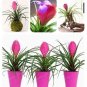 100 Tillandsia Cyanea Bonsai Tillandsia Orchid Potted Flower Seeds