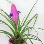 100 Tillandsia Cyanea Bonsai Tillandsia Orchid Potted Flower Seeds