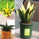 100 Colorful Sansevieria Seeds Bonsai Potted Balcony Indoor Plants Seeds