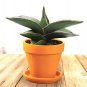 100 Colorful Sansevieria Seeds Bonsai Potted Balcony Indoor Plants Seeds