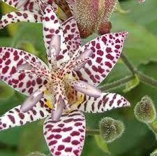 100 Imported Toad Lily Plant Outdoor Charming Perennial Bonsai Seeds