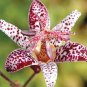 100 Imported Toad Lily Plant Outdoor Charming Perennial Bonsai Seeds
