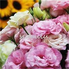 100 Rare Eustoma Seeds Perennial Flowering Plants Balcony Potted Flowers Seeds