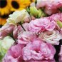 100 Rare Eustoma Seeds Perennial Flowering Plants Balcony Potted Flowers Seeds